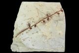Detailed Fossil Plant (Unidentified) - Montana #92595-1